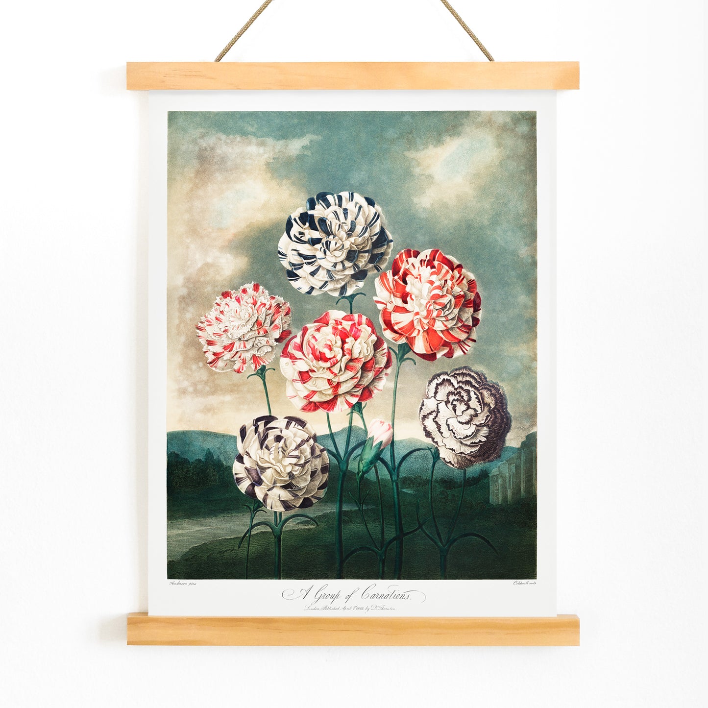 Colorful carnations botanical illustration and poster against dramatic sky by Robert John Thornton, with wooden magnetic frame on white background