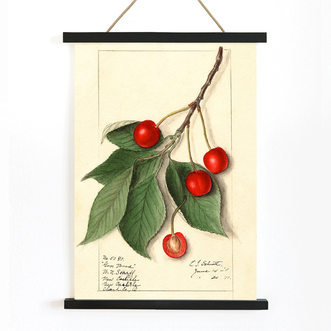 Botanical illustration poster of Prunus avium Govenor Wood by Ellen Isham Schutt featuring cherries and leaves on a branch, with wooden magnetic frame on white background