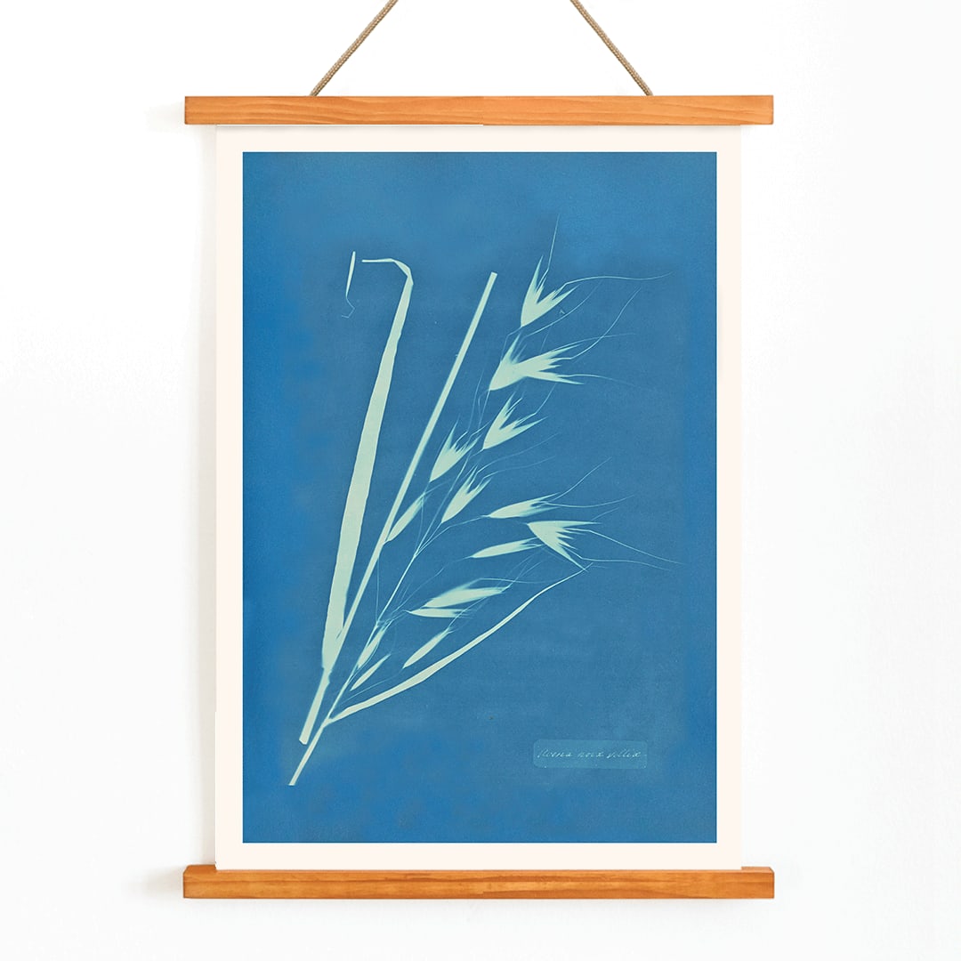 Cyanotype poster of Uvena Novae Villiae plant by Anna Atkins on blue background, with wooden magnetic frame on white background