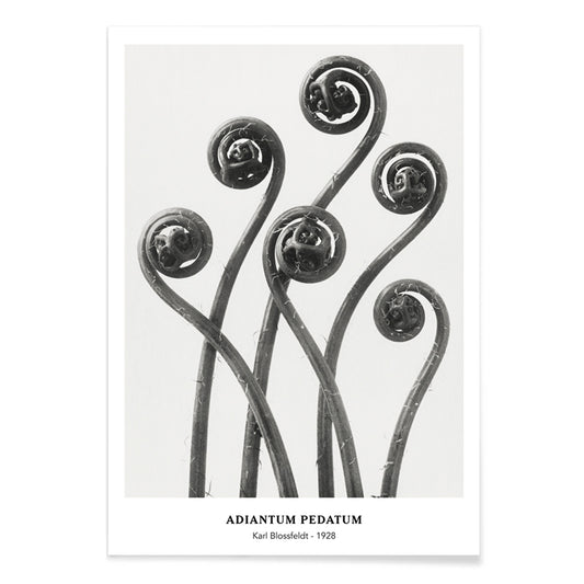 Close up and poster of young curled Adiantum pedatum American Maidenhair Fern fronds by Karl Blossfeldt from Urformen der Kunst artwork, with black aluminium frame on white background