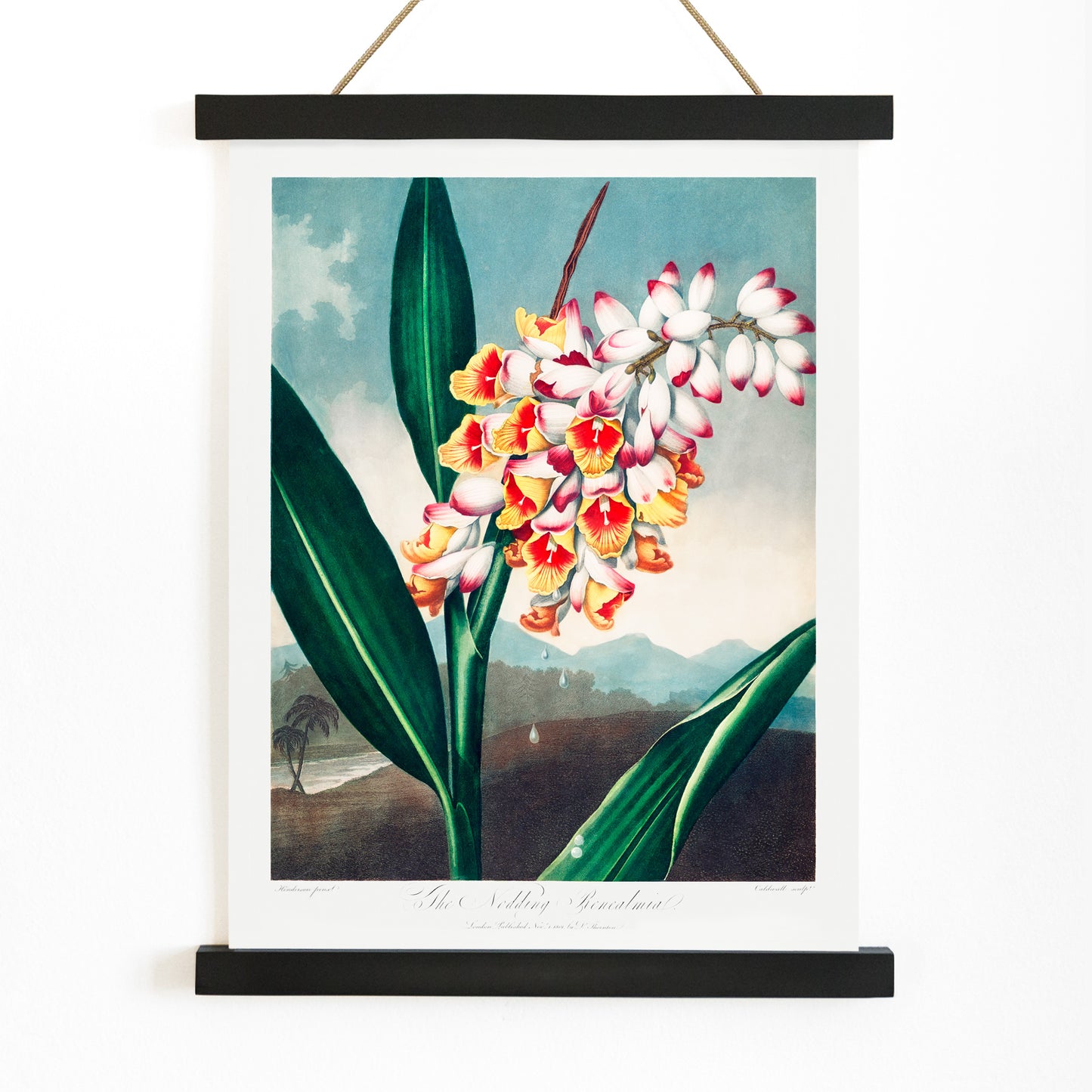 Botanical illustration and poster of The Nodding Renealmia by Robert John Thornton from The Temple of Flora with lush green leaves, with wooden magnetic frame on white background