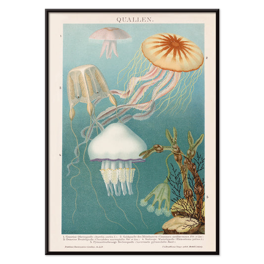 Colorful jellyfish illustration and poster in aquatic surroundings marine life artwork titled Jellyfish by The Institute of Liepzig, with black aluminium frame on white background