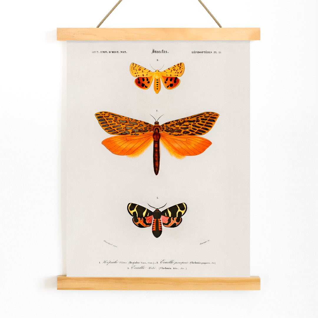 Colorful moth species illustrated by Charles Dessalines D Orbigny poster featuring different types of moths artwork, with wooden magnetic frame on white background