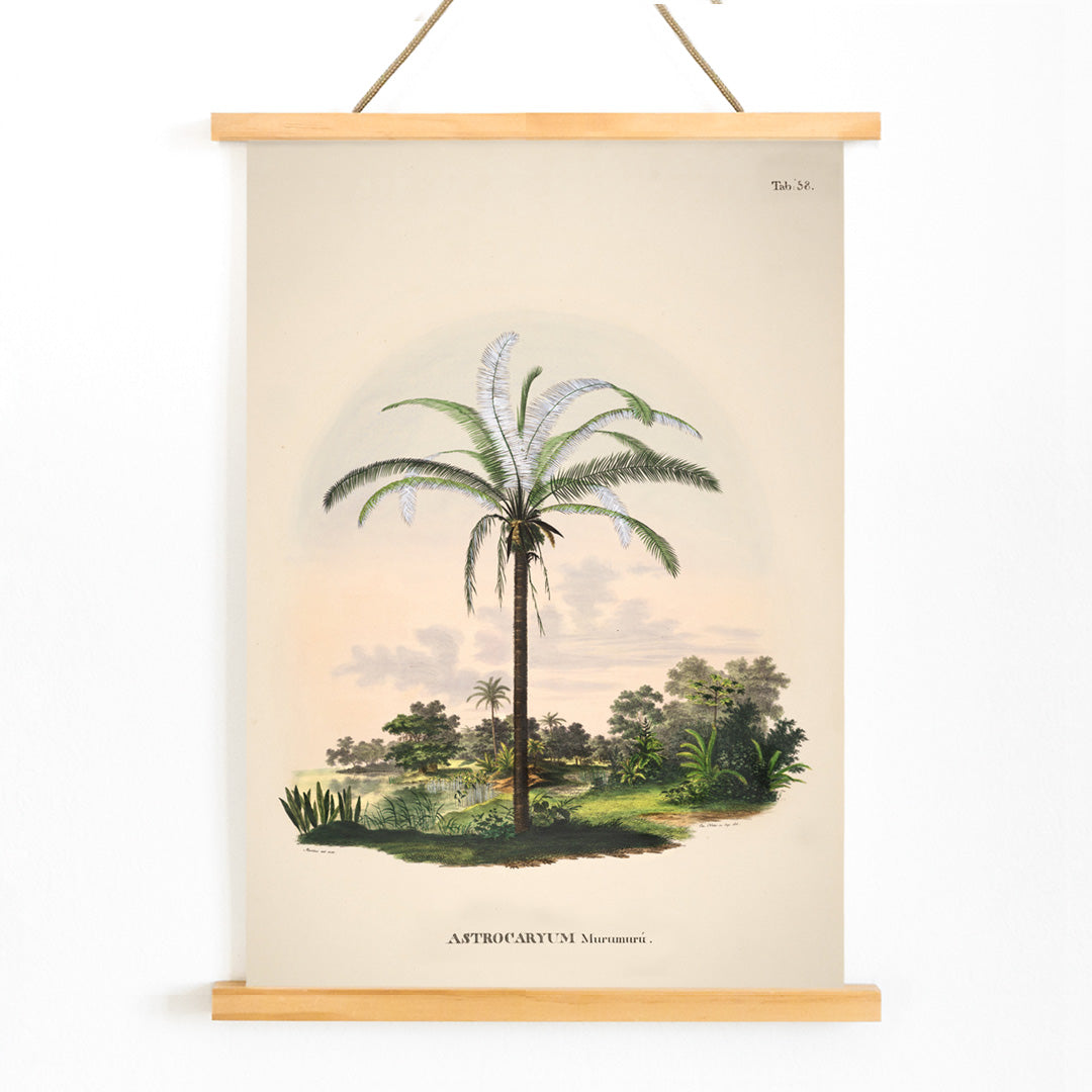Astrocaryum Murumuru palm tree illustration and landscape poster by Carl Friedrich Philipp von Martius from Historia Naturalis Palmarum, with wooden magnetic frame on white background