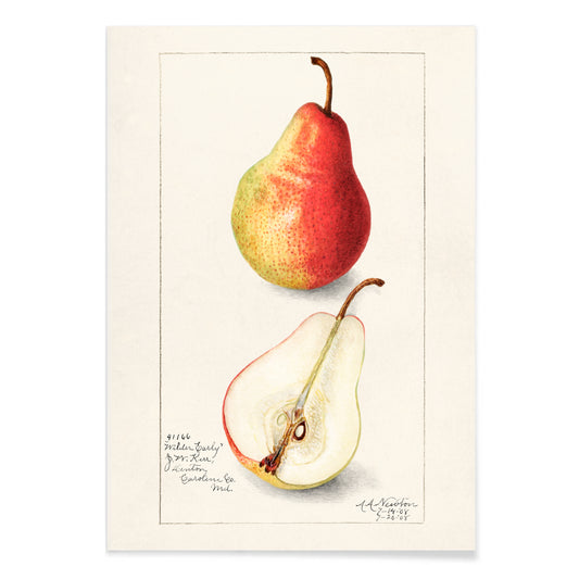 Botanical illustration and poster of ripe pear whole and sliced Pear Pyrus Communis by Amanda Almira Newton, with black aluminium frame on white background