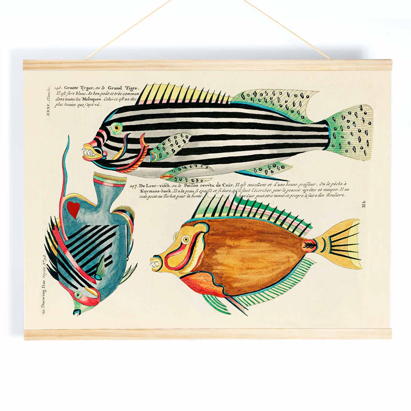 Colourful surreal illustrations of Moluccas and East Indies fishes by Louis Renard from Histoire naturelle des plus rares curiositez de la mer des Indes vibrant aquatic life poster, with wooden magnetic frame on white background