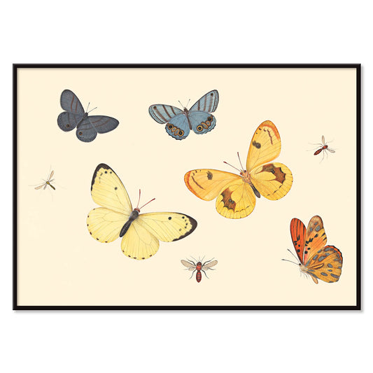 Illustration and poster of butterflies wasp and flies from Five Butterflies a Wasp and Two Flies by Pieter Withoos, with black aluminium frame on white background