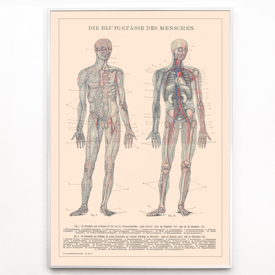 Closeup detail of Anatomical illustration and poster of human circulatory system and blood vessels titled Human Blood System by Institute of Liepzig for educational use
