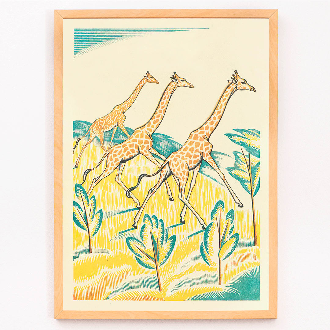 Colorful jungle artwork with three giraffes by Clifford Webb titled A Jungle Picnic Pl.04 Girafe, framed and displayed in modern living room decor