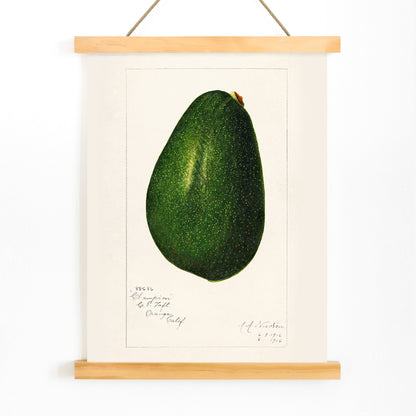 Detailed avocado illustration by Amanda Almira Newton perfect for kitchen decor poster, with wooden magnetic frame on white background