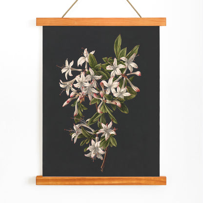 Botanical illustration poster of white azalea flowers and green leaves on a branch by M de Gijselaar titled Branch of Azaleas in Bloom, with wooden magnetic frame on white background