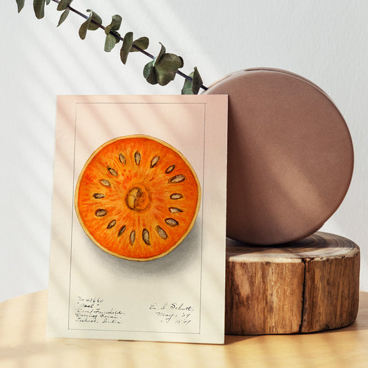 Botanical illustration of sliced orange bael fruit Aegle Marmelos by Ellen Isham Schutt artwork poster, framed and displayed in home decor