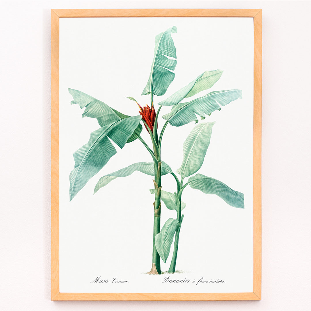 Closeup detail of Scarlet banana plant botanical illustration by Pierre Joseph Redoute from Les liliacees poster artwork