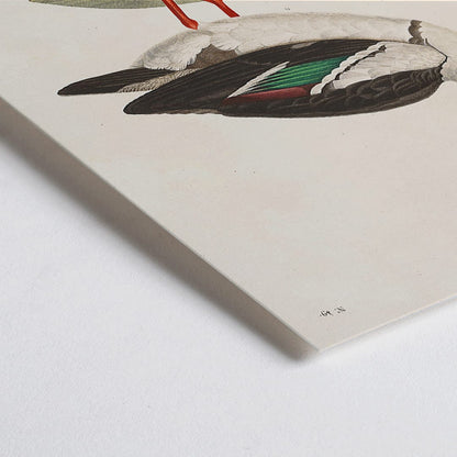 Closeup detail of Voyage autour du monde Pl 155 Bird illustration and poster by Louis Isidore Duperrey featuring Sarcelle des Malais bird artwork