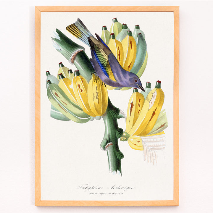 Closeup detail of Colorful Tachyphone archeveque bird perched on banana tree illustration from Le Jardin Des Plantes by Paul Gervais wall decor poster