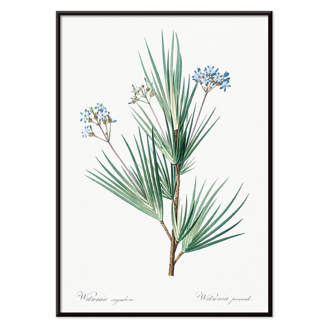 Botanical illustration poster of blue star flowers by Pierre Joseph Redoute from Les liliacees artwork, with black aluminium frame on white background
