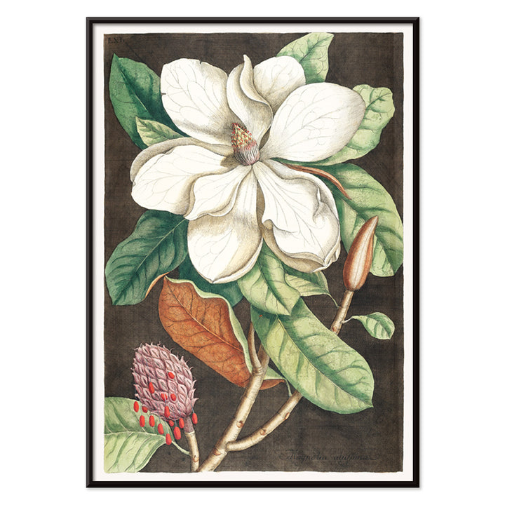 Laurel Tree Magnolia altissima botanical illustration and poster from The natural history of Carolina Florida and the Bahama Islands by Mark Catesby, with black aluminium frame on white background