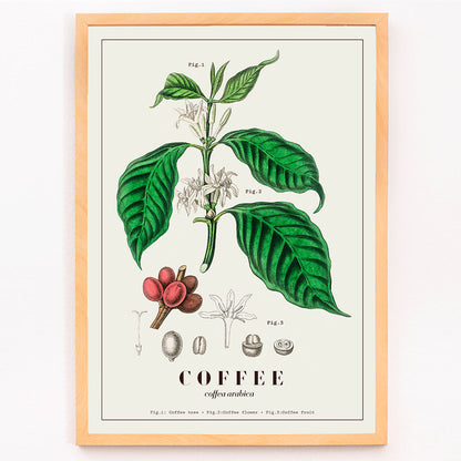 Botanical illustration and poster of Coffea arabica plant by John Stephenson featuring detailed coffee tree leaves and fruits, framed and displayed in modern living room decor