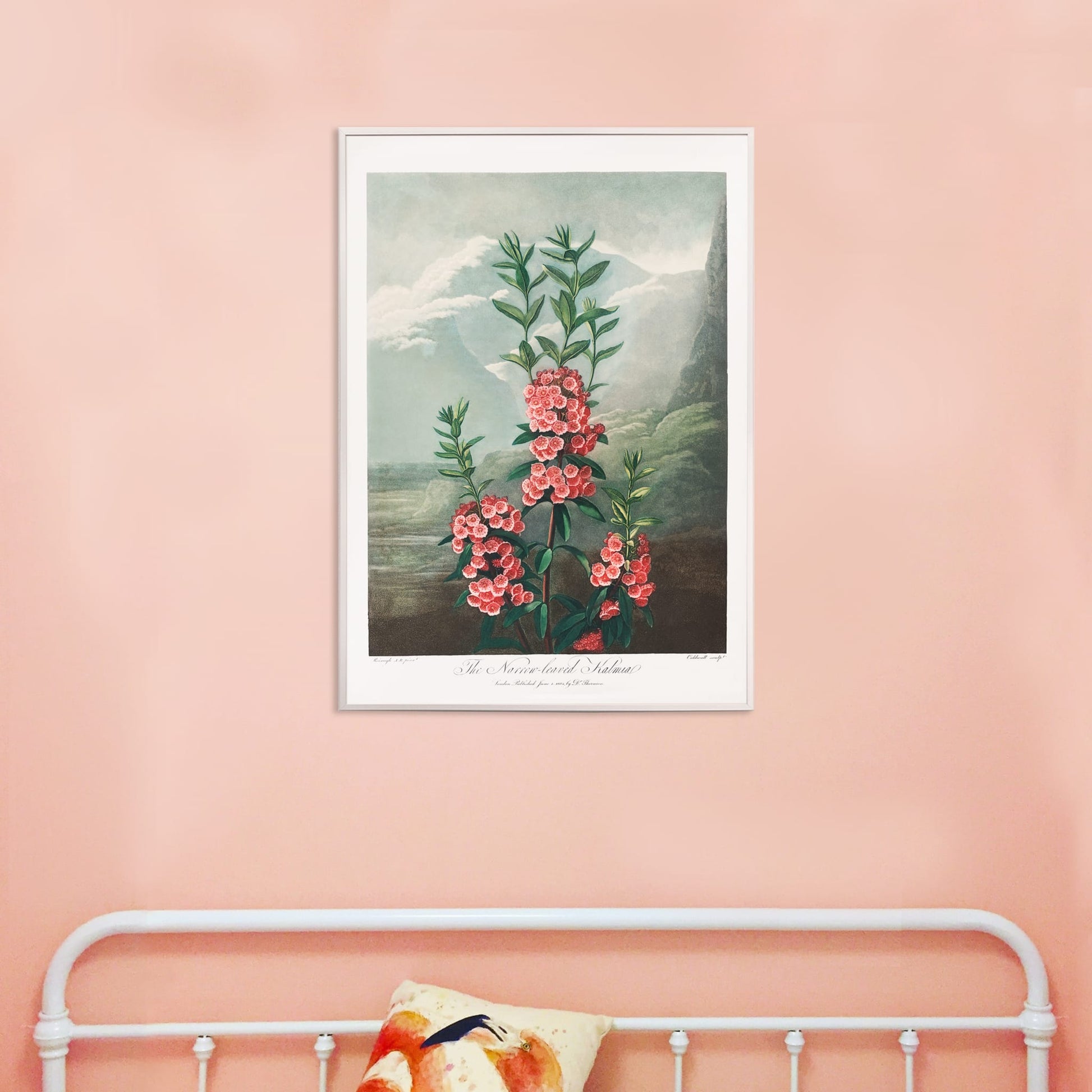 Narrow leaved kalmia botanical illustration and poster by Robert John Thornton featuring vibrant pink flowers green leaves and mountain background from The Temple of Flora, framed and displayed in home decor
