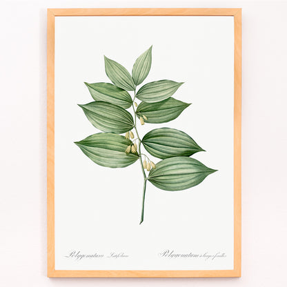 Closeup detail of King Solomons seal botanical illustration and poster by Pierre-Joseph Redoute from Les liliacees botanical artwork