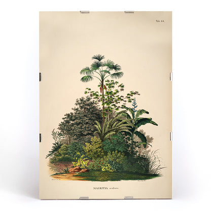 Botanical illustration poster of Mauritia Armata from Historia Naturalis Palmarum by Carl Friedrich Philipp von Martius featuring detailed tropical plants, framed and displayed in modern living room decor