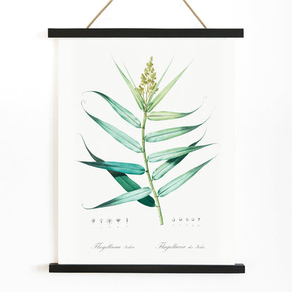 Botanical bush cane illustration with green leaves by Pierre-Joseph Redoute from Les liliacees artwork poster, with wooden magnetic frame on white background