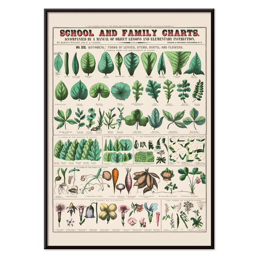 Botanical illustration and poster of leaves stems roots and flowers by Marcius Willson and Norman A Calkins school and family charts, with black aluminium frame on white background