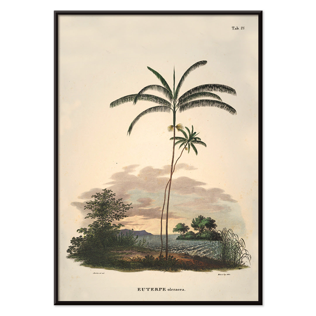 Euterpe oleracea botanical illustration and palm landscape poster by Carl Friedrich Philipp von Martius from Historia Naturalis Palmarum, with black aluminium frame on white background
