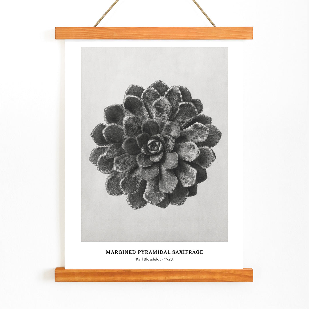 Margined Pyramidal Saxifrage leaf botanical photograph by Karl Blossfeldt from Urformen der Kunst detailed close up poster, with wooden magnetic frame on white background