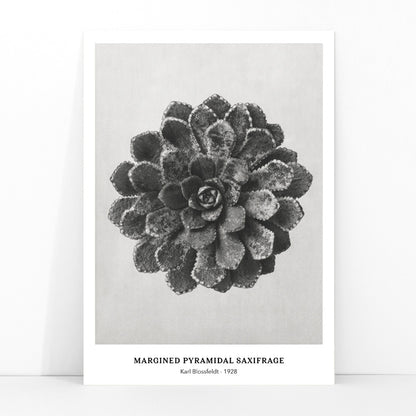 Margined Pyramidal Saxifrage leaf botanical photograph by Karl Blossfeldt from Urformen der Kunst detailed close up poster, framed and displayed in modern living room decor