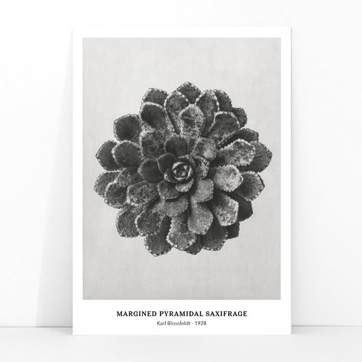 Margined Pyramidal Saxifrage leaf botanical photograph by Karl Blossfeldt from Urformen der Kunst detailed close up poster, framed and displayed in modern living room decor