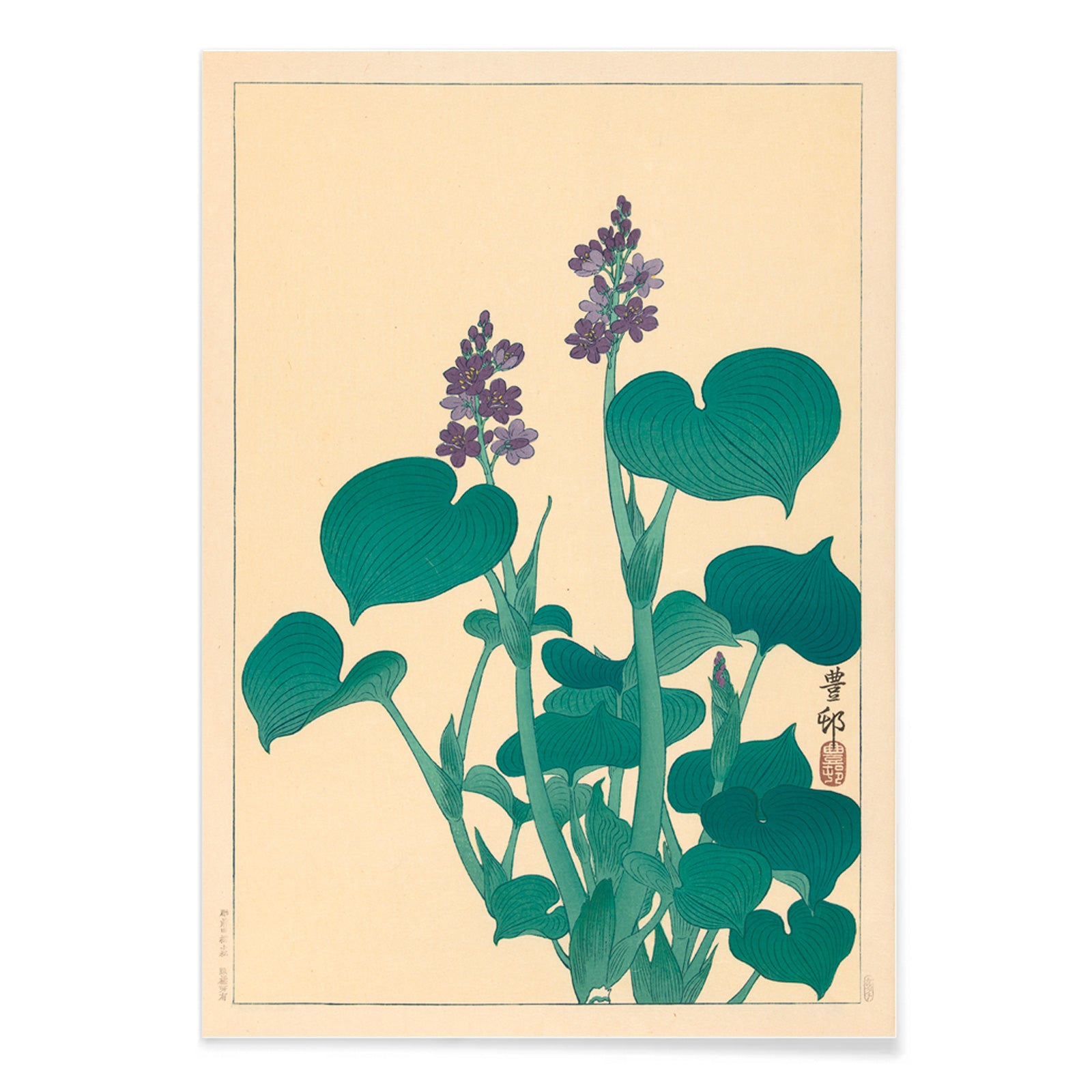 Botanical illustration and poster of green hosta plant with purple flowers by Ohara Koson in Japanese botanical art style, with black aluminium frame on white background