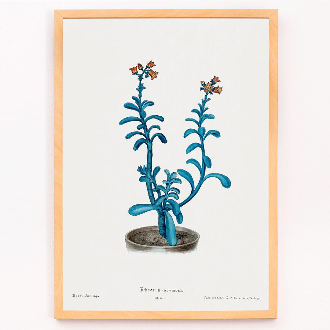 Botanical illustration poster of blue echeveria titled Brown sugar echeveria from Familie Der Cacteen by Echeveria racemosa, framed and displayed in modern living room decor