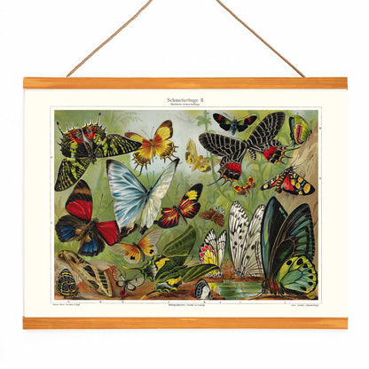 Colorful butterflies illustration by Institut of Leipzig titled Butterflies II poster featuring butterflies in nature ideal for entomology and home decor, with wooden magnetic frame on white background