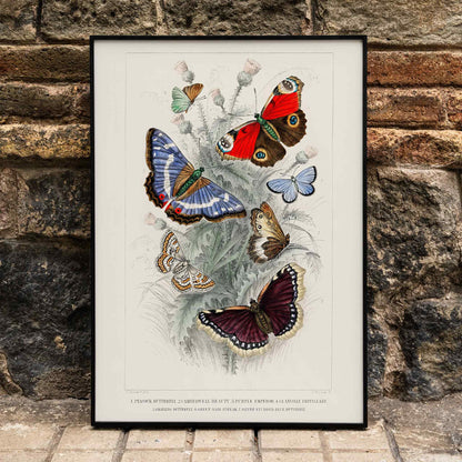 Colorful butterflies including Peacock Butterfly Purple Emperor Glanville Fritillary Green Hair Streak Silver Studded Blue and more from A History of the Earth and Animated Nature by Oliver Goldsmith poster, framed and displayed in home decor