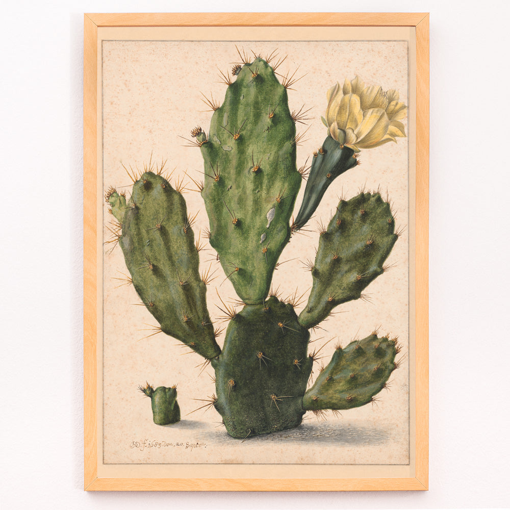 Closeup detail of Pear Cactus in Bloom by Herman Saftleven botanical illustration and poster featuring a green cactus with a yellow flower on a neutral background