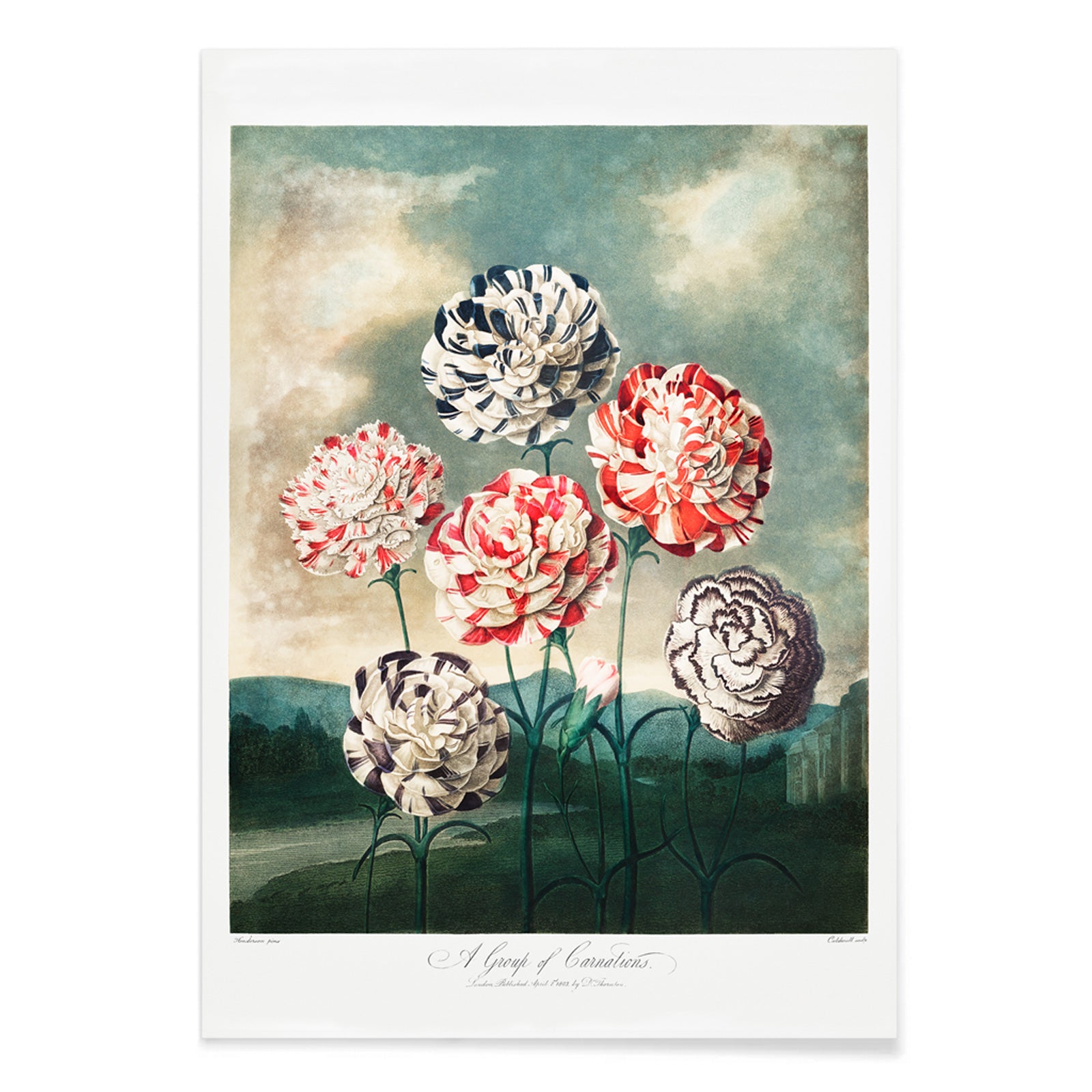 Colorful carnations botanical illustration and poster against dramatic sky by Robert John Thornton, with black aluminium frame on white background