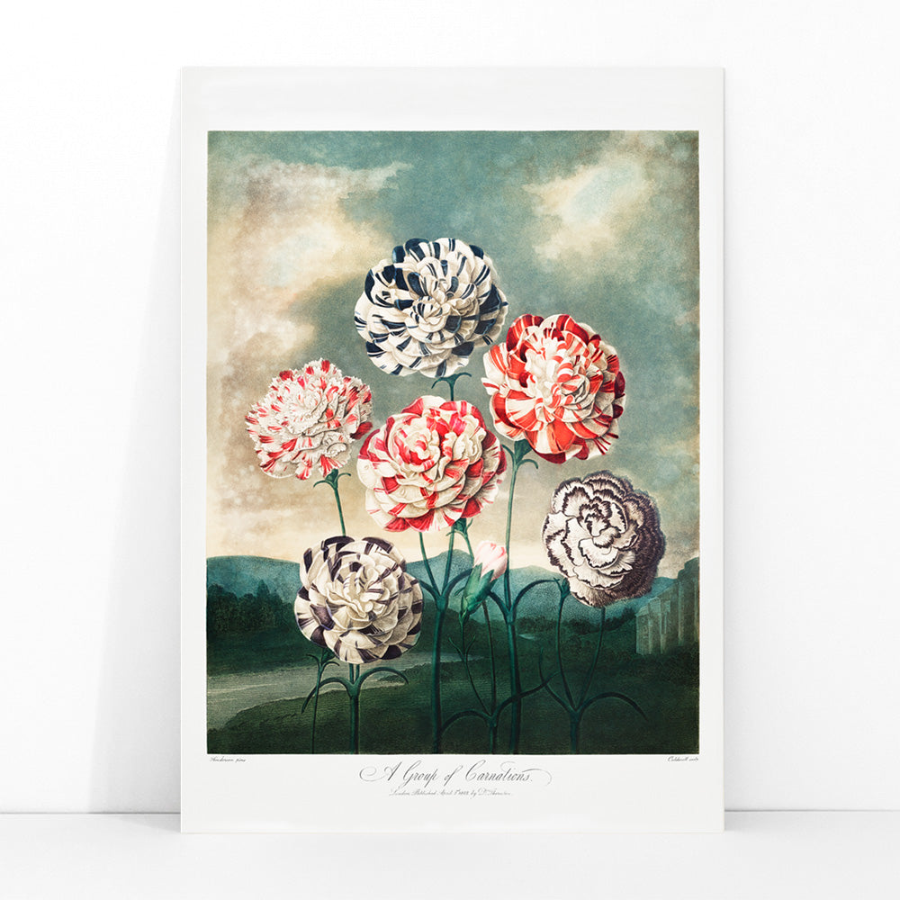 Colorful carnations botanical illustration and poster against dramatic sky by Robert John Thornton, framed and displayed in modern living room decor