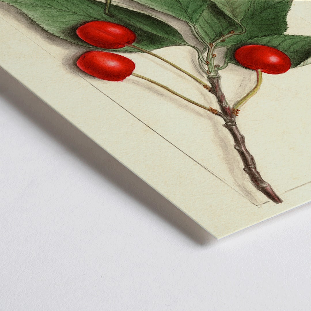 Closeup detail of Botanical illustration poster of Prunus avium Govenor Wood by Ellen Isham Schutt featuring cherries and leaves on a branch