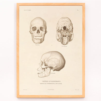 Skull illustrations by Louis-Isidore Duperrey from Voyage autour du monde Pl 104 poster and artwork, framed and displayed in modern living room decor