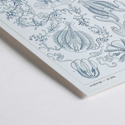 Closeup detail of Scientific illustration of comb jellies Ctenophorae Kammquallen by Ernst Haeckel Kunstformen der Natur poster artwork