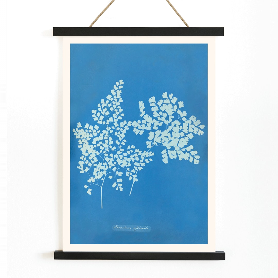 Botanical cyanotype poster of Adiantum assimile by Anna Atkins featuring delicate white fern leaves on blue background, with wooden magnetic frame on white background