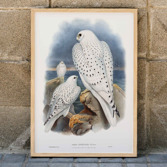 Greenland Falcon artwork by John Gould showing three white falcons perched on rocky cliffs by the sea with a cloudy sky, framed and displayed in home decor