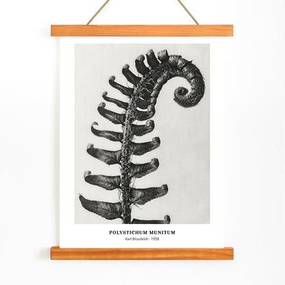 Polystichum Munitum Prickly Shield Fern leaf artwork by Karl Blossfeldt from Urformen der Kunst black and white close up and enlarged poster, with wooden magnetic frame on white background