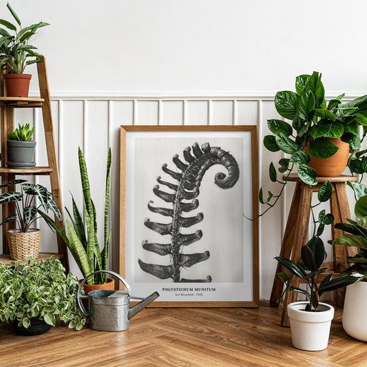 Polystichum Munitum Prickly Shield Fern leaf artwork by Karl Blossfeldt from Urformen der Kunst black and white close up and enlarged poster, framed and displayed in home decor