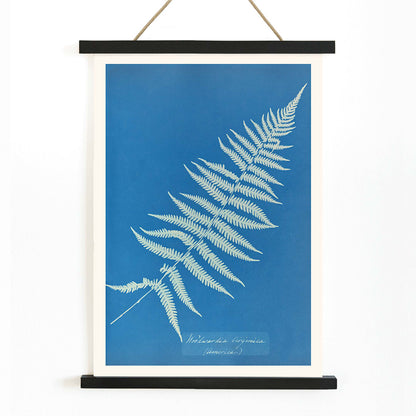 Cyanotype artwork poster of Woodwardia virginica fern by Anna Atkins with blue background, with wooden magnetic frame on white background