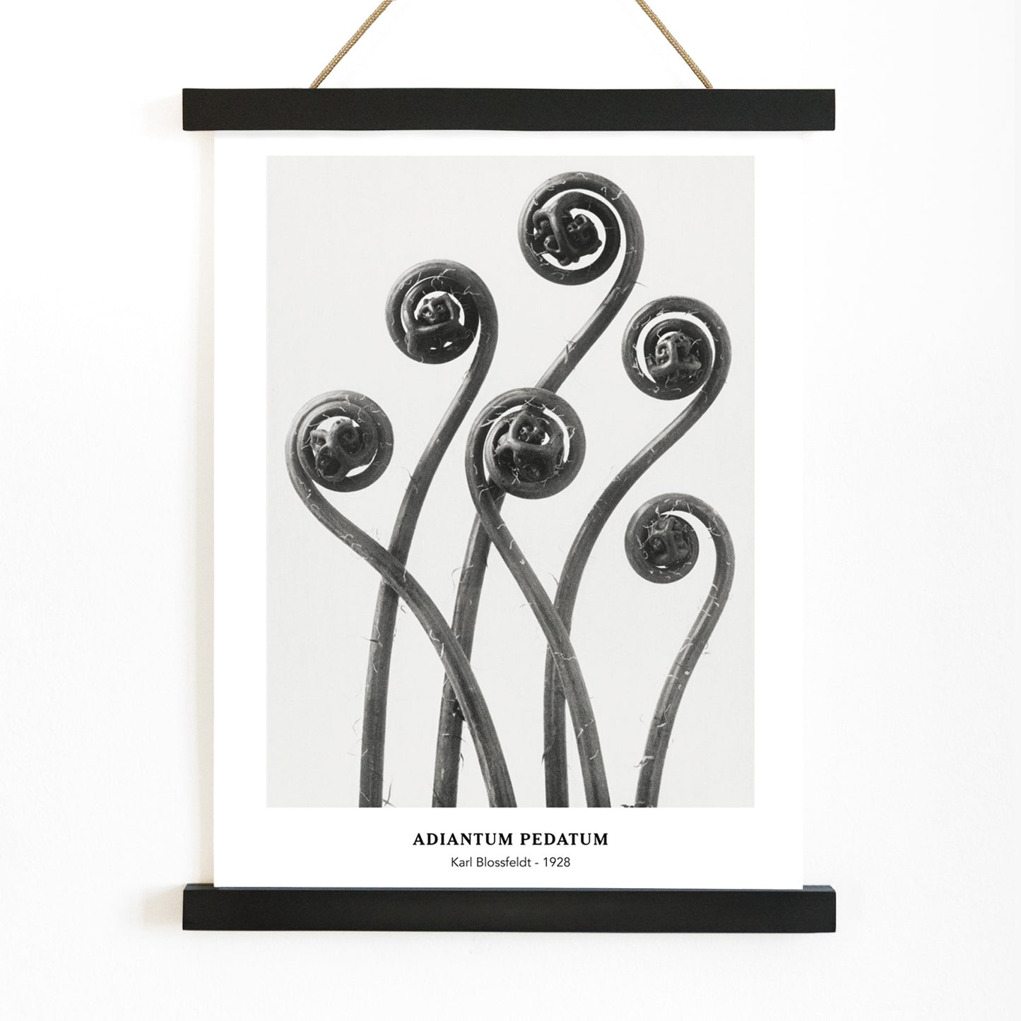 Close up and poster of young curled Adiantum pedatum American Maidenhair Fern fronds by Karl Blossfeldt from Urformen der Kunst artwork, with wooden magnetic frame on white background