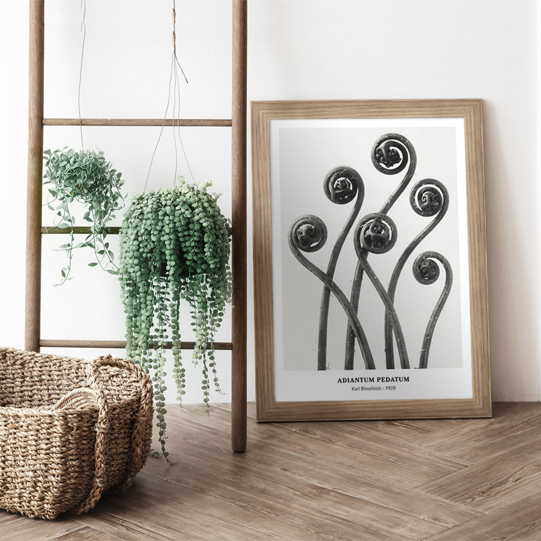 Close up and poster of young curled Adiantum pedatum American Maidenhair Fern fronds by Karl Blossfeldt from Urformen der Kunst artwork, framed and displayed in home decor
