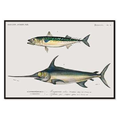 Illustration and poster of various fish species with scientific names from Different types of fishes by Charles Dessalines D Orbigny, with black aluminium frame on white background