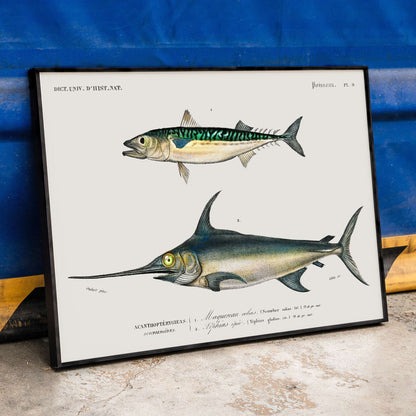 Illustration and poster of various fish species with scientific names from Different types of fishes by Charles Dessalines D Orbigny, framed and displayed in home decor